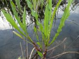 род Rumex