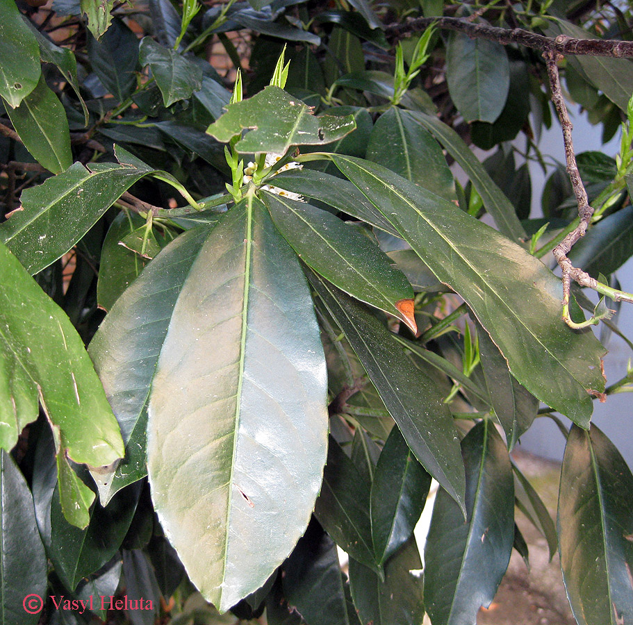 Image of Lauro-cerasus officinalis specimen.