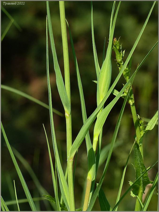 Image of Tragopogon dubius ssp. major specimen.