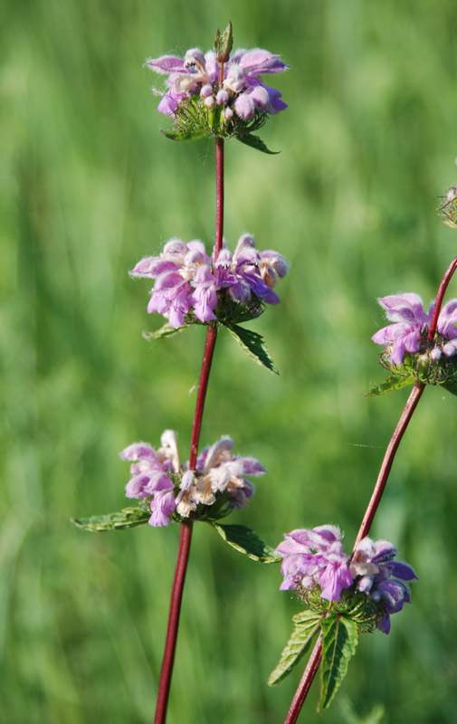 Image of Phlomoides tuberosa specimen.