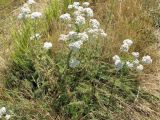 Achillea setacea