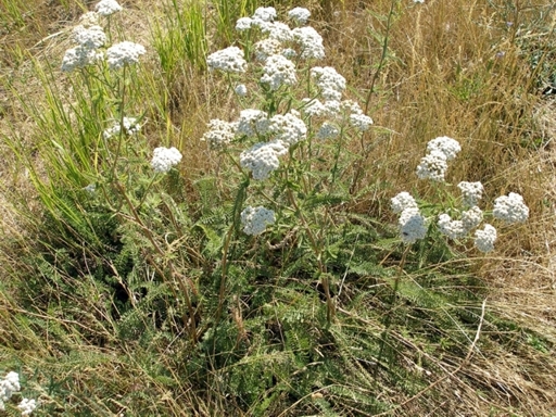 Image of Achillea setacea specimen.