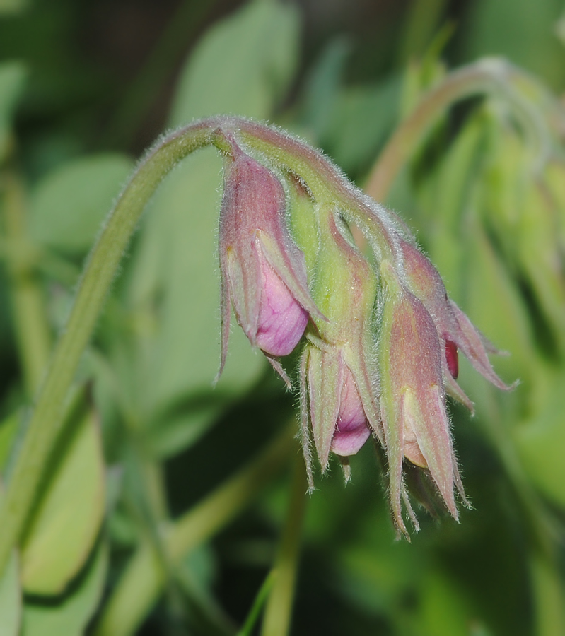 Изображение особи Lathyrus japonicus ssp. pubescens.