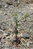 Epilobium tetragonum