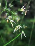 Avenella flexuosa