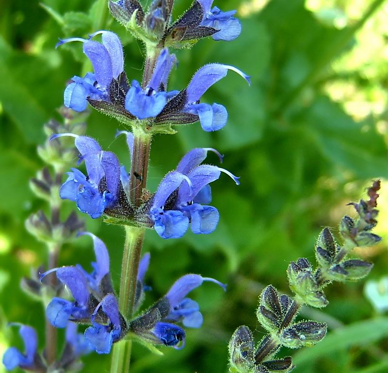 Image of Salvia stepposa specimen.