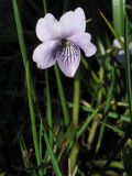 Viola palustris. Цветок. Нидерланды, провинция Drenthe, Langelo, заказник Broekland, заболоченный луг. 18 апреля 2010 г.