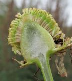 Image of taxon representative. Author is Геннадий Окатов