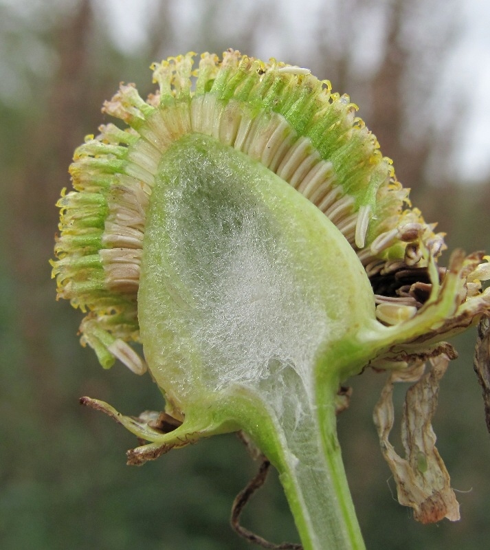 Image of Tripleurospermum inodorum specimen.