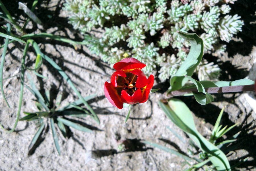 Image of Tulipa julia specimen.
