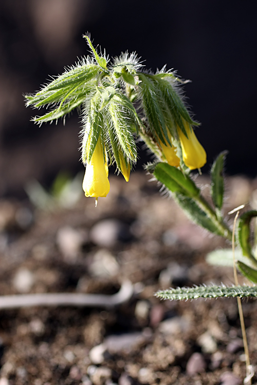 Изображение особи Onosma irritans.