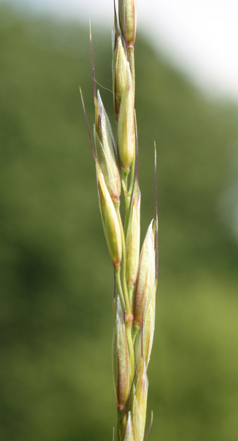 Image of Helictotrichon pratense specimen.