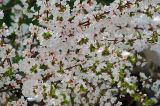 Cerasus tomentosa