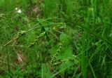 Carex arnellii. Соцветие. Хакасия, окрестности пгт Черемушки, долина р. Уй, подтаежно-черневой смешанный лес. 08.06.2011.