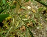 Carthamus × turkestanicus. Нижняя часть побега. Копетдаг, Чули. Май 2011 г.