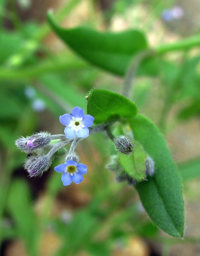 Изображение особи Myosotis arvensis.