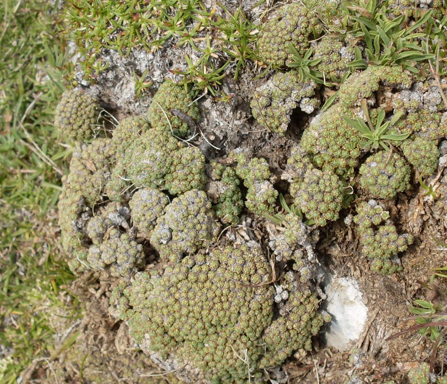 Image of Draba bryoides specimen.