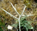 Astragalus juratzkanus