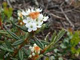 Ledum palustre. Верхушка растения с соцветиями (видны остатки почечных чешуй). Мурманская обл., Североморский р-н, окр. пос. Росляково. Конец июня 2008 г.