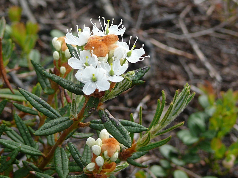 Image of Ledum palustre specimen.