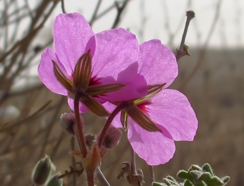 Изображение особи Erodium crassifolium.