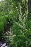 Veratrum grandiflorum. Цветущие растения в пойменном лесу. Сахалин, Тымовский р-н, река Пиленга. 04.07.2011.
