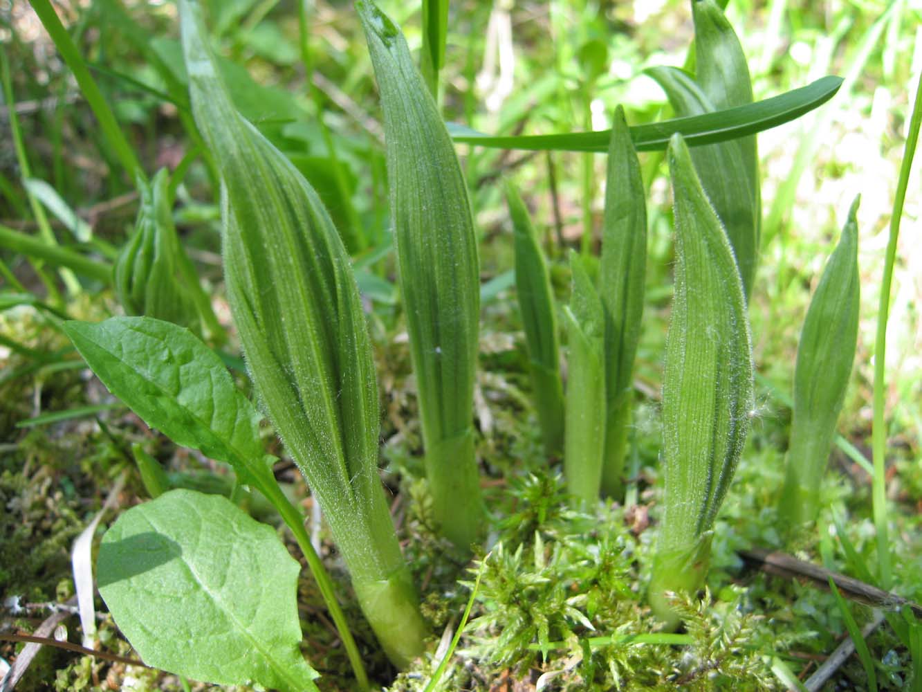 Image of Cypripedium calceolus specimen.