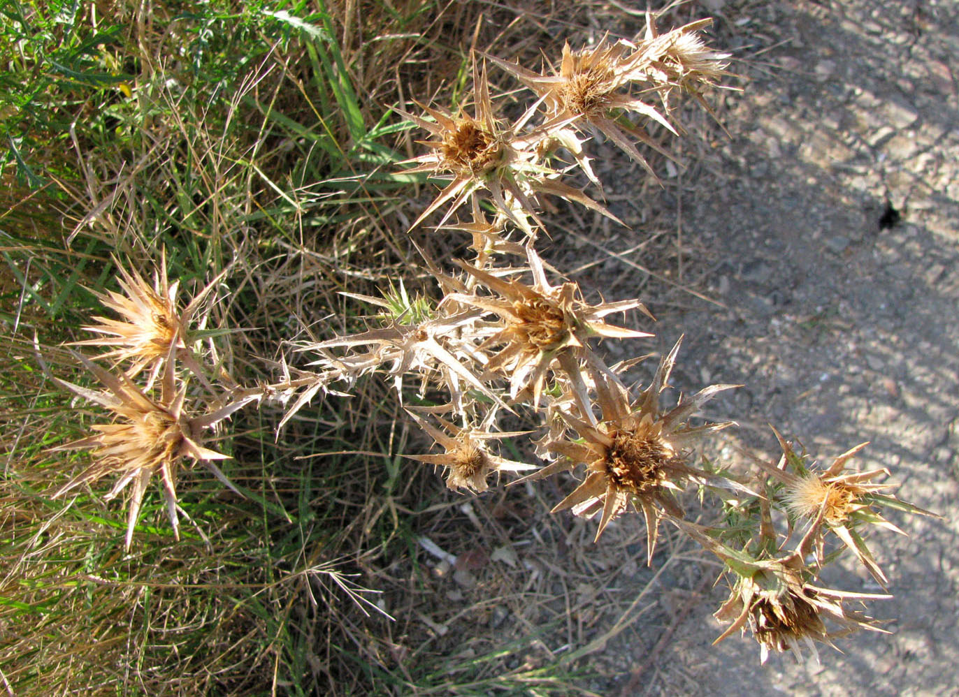 Image of Carthamus lanatus specimen.