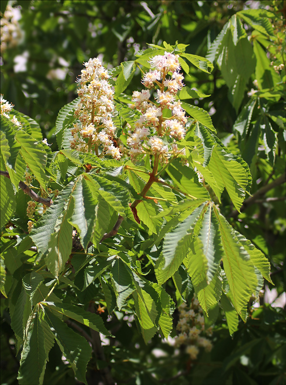 Изображение особи Aesculus hippocastanum.