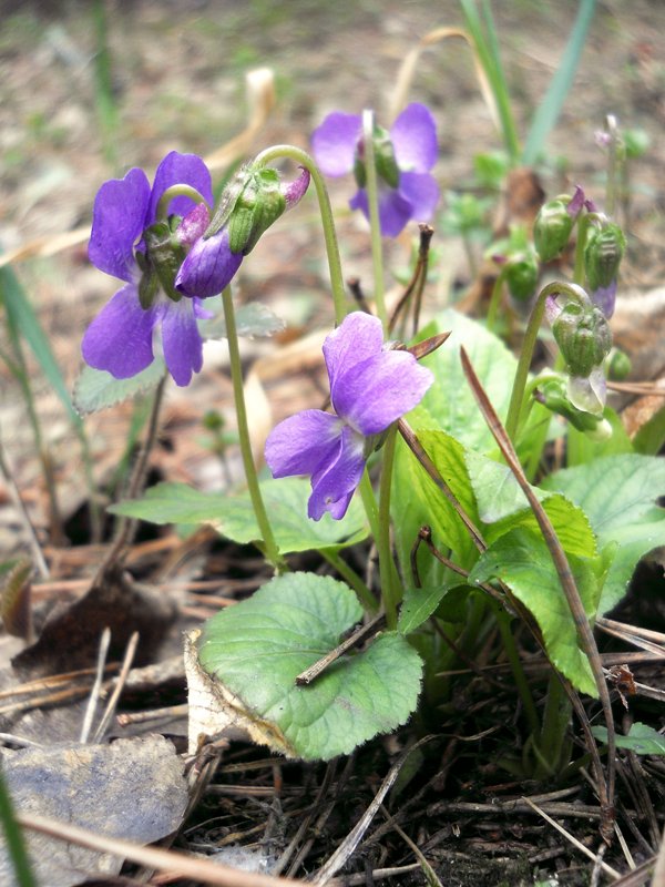 Image of Viola hirta specimen.