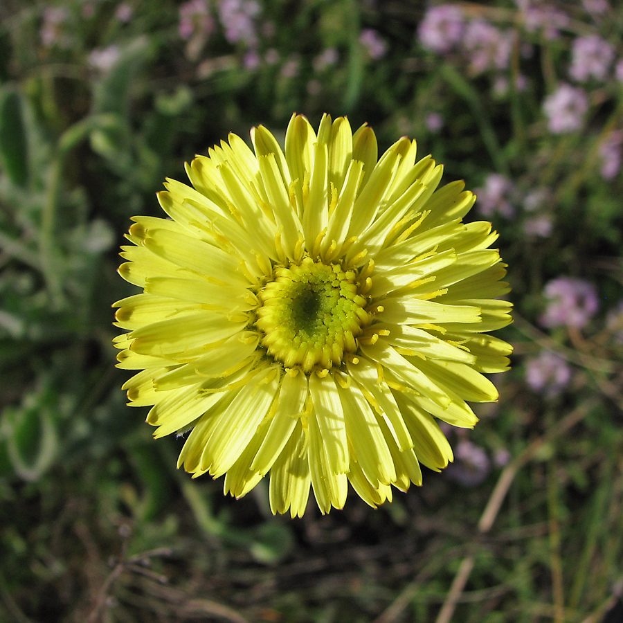 Image of Leontodon biscutellifolius specimen.