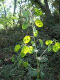 Lunaria annua