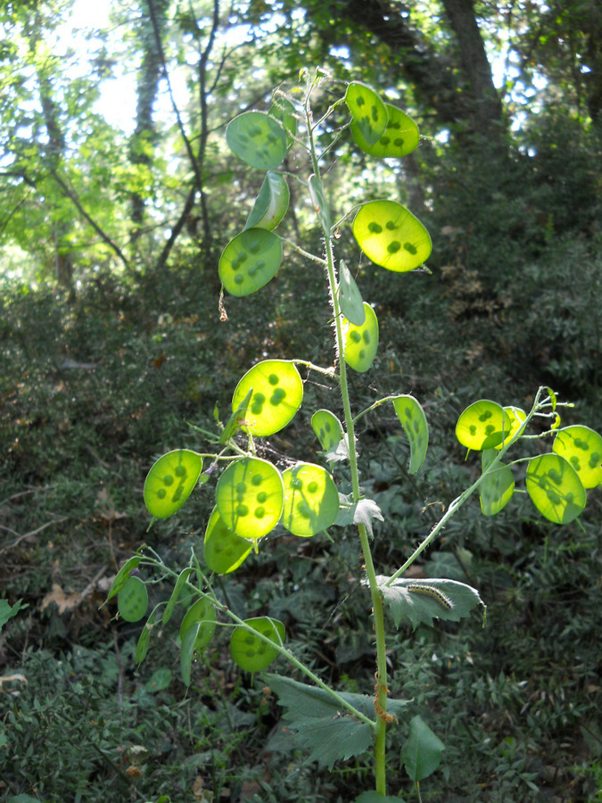 Изображение особи Lunaria annua.