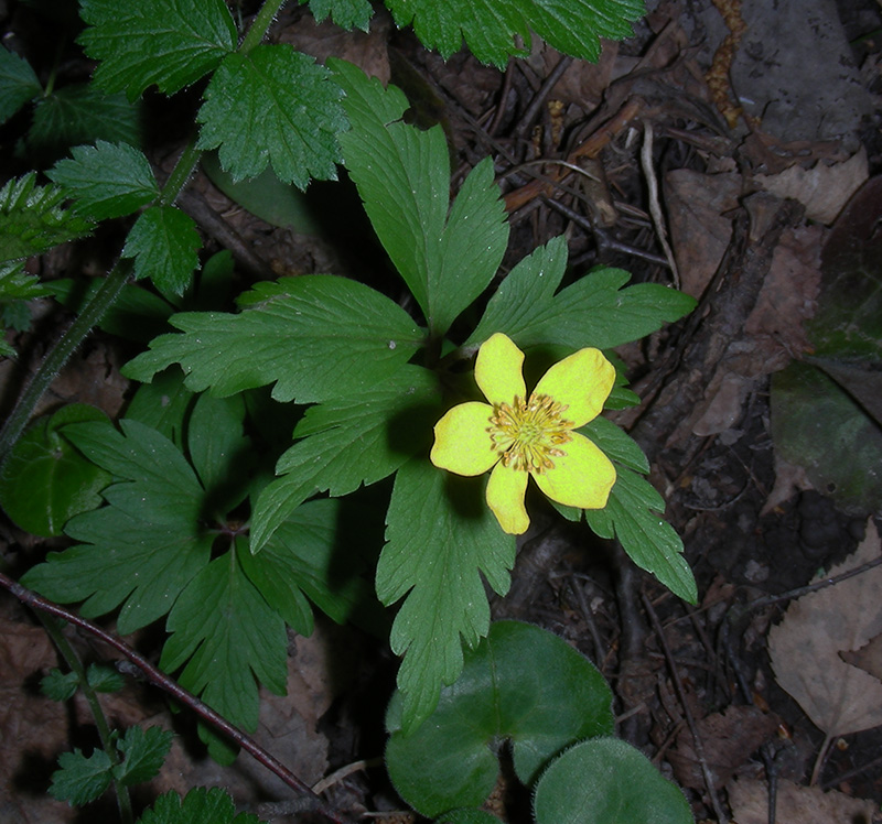 Image of Anemone ranunculoides specimen.