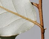 Elaeagnus pungens. Часть листовой пластинки (обратная сторона). Германия, г. Кемпен, в культуре. 25.05.2012.