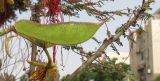 Caesalpinia gilliesii. Незрелый плод. Израиль, Шарон, г. Герцлия, в культуре. 22.05.2012.