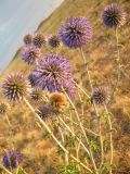 Echinops ruthenicus