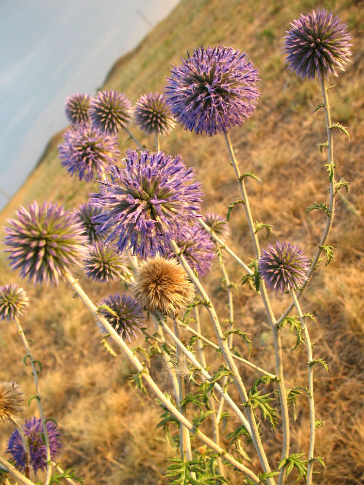 Изображение особи Echinops ruthenicus.