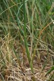 Allium sphaerocephalon. Нижняя часть растения. Испания, Бискайя, Лага (Laga), сухой луг на песке в тыловой части дюны. 07.06.2012.