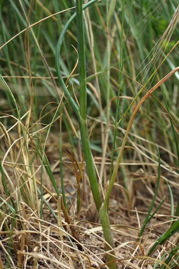 Image of Allium sphaerocephalon specimen.