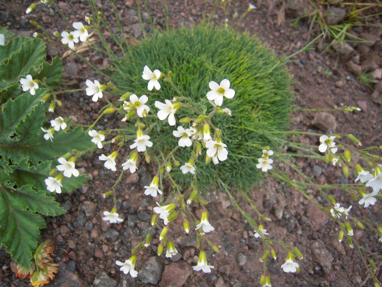 Image of Minuartia circassica specimen.