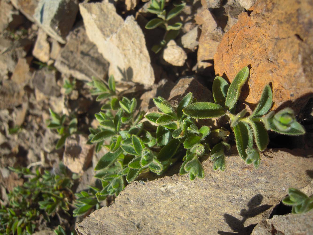 Изображение особи Cerastium polymorphum.