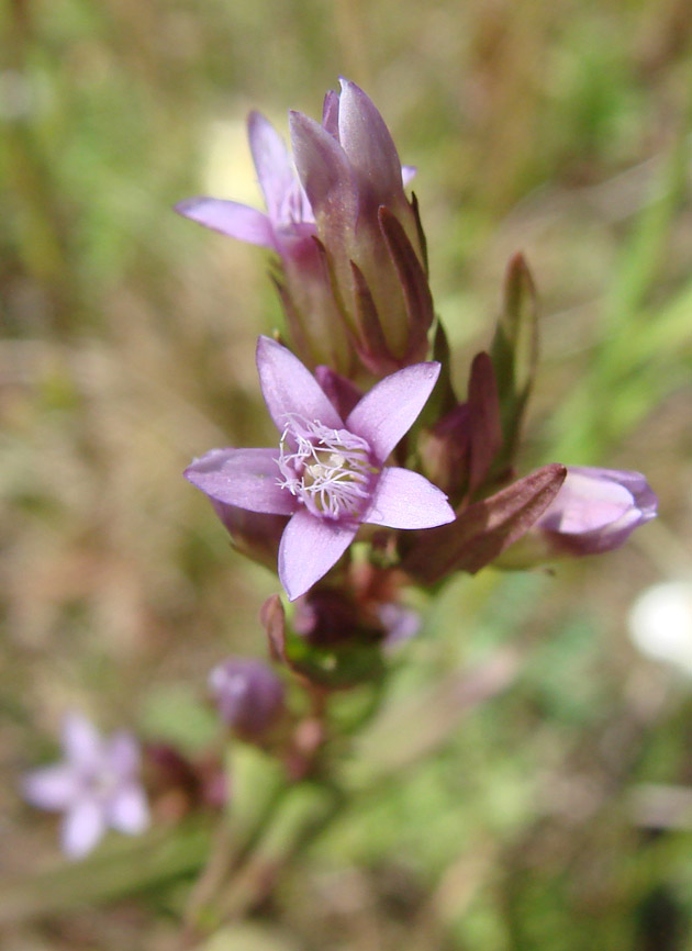 Image of Gentianella acuta specimen.