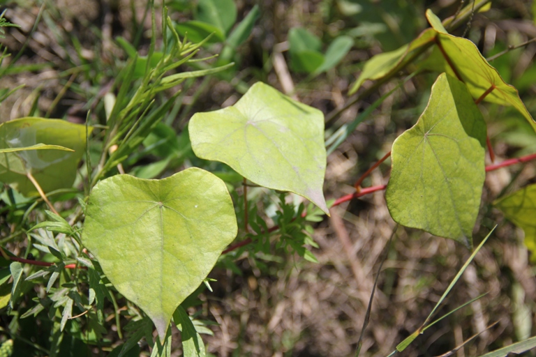 Image of Menispermum dauricum specimen.