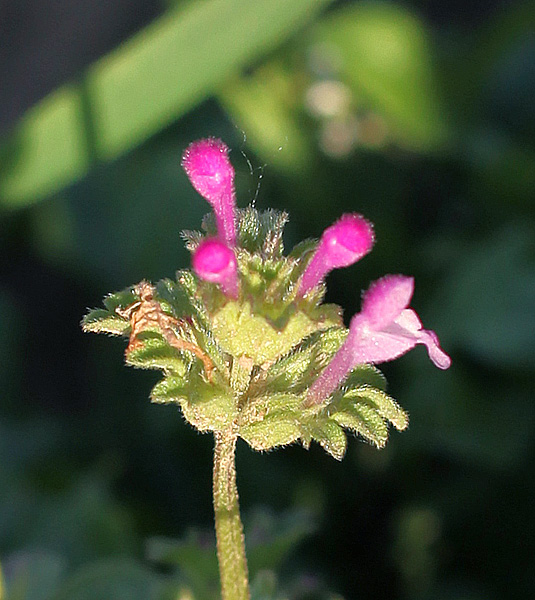 Изображение особи Lamium amplexicaule.