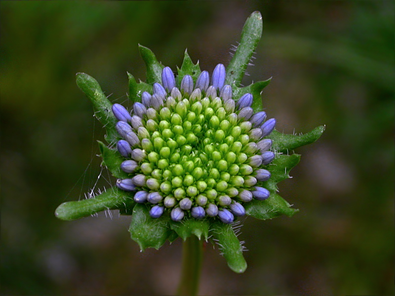 Image of Jasione montana specimen.