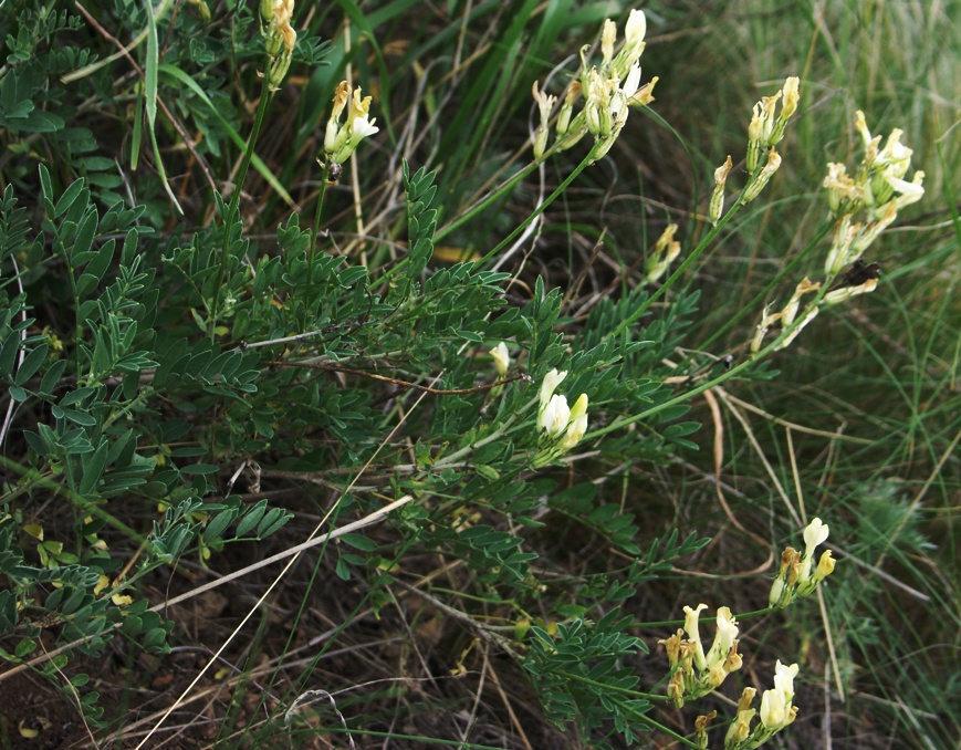 Изображение особи Astragalus storozhevae.