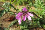 Erodium cicutarium. Цветки. Ленинградская обл., Ломоносовский р-н, окр. Жилгородка. 03.10.2010.