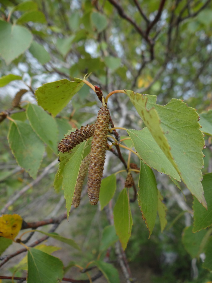 Изображение особи Betula borysthenica.