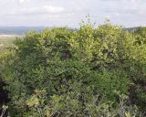 Phillyrea latifolia
